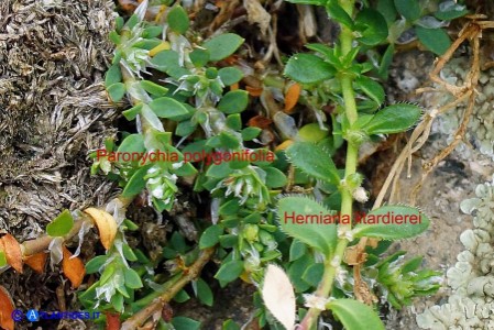 Paronychia polygonifolia ed Herniaria litardierei