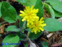 Vai al capitolo HIERACIUM RACEMOSUM SUBSP. OLIASTRAE  Go to section HIERACIUM RACEMOSUM SUBSP. OLIASTRAE