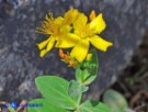 Vai al capitolo  HYPERICUM ANNULLATUM SUBSP. ANNULLATUM Go to section  HYPERICUM ANNULLATUM SUBSP. ANNULLATUM