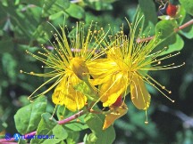 Vai al capitolo HYPERICUM HIRCINUM SUBSP. HIRCINUM Go to section HYPERICUM HIRCINUM SUBSP. HIRCINUM