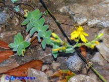 Vai al capitolo HYPERICUM SCRUGLII  Go to section HYPERICUM SCRUGLII