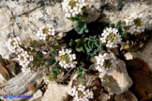 Iberide (Iberis integerrima)