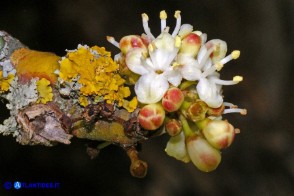 Ilex aquifolium (Agrifoglio): i fiori maschili