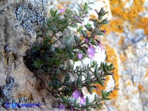 Vai al capitolo MICROMERIA CORDATA Go to section MICROMERIA CORDATA