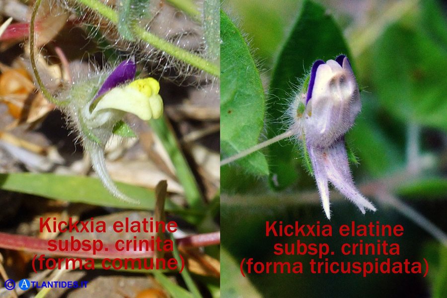 Kickxia elatine subsp. crinita e var. tricuspidata (Cencio minore crinito, forma comune e tricuspidata)