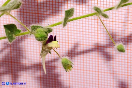 Kickxia elatine subsp. crinita var. tricuspidata (Cencio minore crinito, forma tricuspidata)