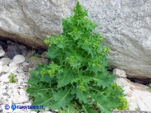 Vai al capitolo LACTUCA LONGIDENTATA. Go to section LACTUCA LONGIDENTATA