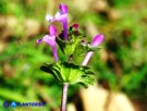 Vai al capitolo LAMIUM AMPLEXICAULE Go to section LAMIUM AMPLEXICAULE