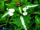 Vai al capitolo LAMIUM BIFIDUM Go to section LAMIUM BIFIDUM