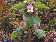 Vai al capitolo LAMIUM GARGANICUM SUBSP. CORSICUM Go to section LAMIUM GARGANICUM SUBSP. CORSICUM