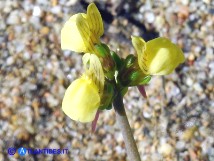 Vai al capitolo LINARIA FLAVA SUBSP. SARDOA  Go to section LINARIA FLAVA SUBSP. SARDOA