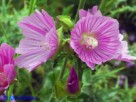 Vai al capitolo MALVA ALCEA   Go to section MALVA ALCEA