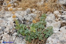 Marrubio comune (Marrubium vulgare)