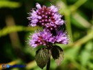 Vai al capitolo MENTHA X PIPERITA SUBSP. CITRATA Go to section MENTHA X PIPERITA SUBSP. CITRATA