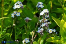 Nontiscordardimè di Soleirol (Myosotis soleirolii)