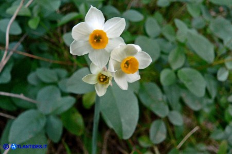 Narcissus tazetta subsp. chinensis (Narciso cinese)