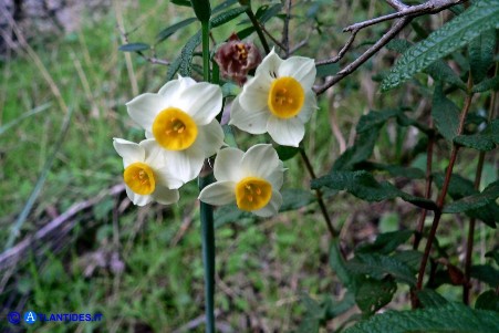Narcissus tazetta subsp. chinensis (Narciso cinese)