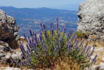  Gattaia di Sardegna (Nepeta foliosa)