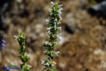 Gattaia di Sardegna (Nepeta foliosa)