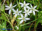 Vai al capitolo ORNITHOGALUM UMBELLATUM Go to section ORNITHOGALUM UMBELLATUM