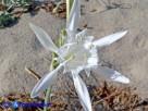 Vai al capitolo PANCRATIUM MARITIMUM. Go to section  PANCRATIUM MARITIMUM