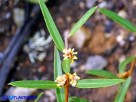 Vai al capitolo PHILLYREA ANGUSTIFOLIA Go to section PHILLYREA ANGUSTIFOLIA