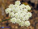 Vai al capitolo PIMPINELLA PEREGRINA Go to section PIMPINELLA PEREGRINA