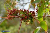Pistacia suberosa (Lentisco suberoso)