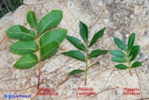 Foglie di Pistacia terebinthus, Pistacia x saportae e Pistacia lentiscus