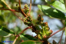 Pistacia suberosa (Lentisco suberoso)