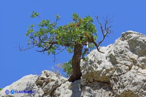 Terebinto (Pistacia terebinthus)