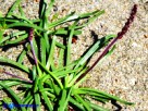 Vai al capitolo PLANTAGO CRASSIFOLIA Go to section PLANTAGO CRASSIFOLIA