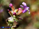 Vai al capitolo PLUMBAGO EUROPAEA Go to section PLUMBAGO EUROPAEA