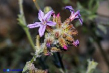 Piombaggine (Plumbago europaea)