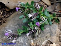 Vai al capitolo POLYGALA SAXATILIS  Go to section POLYGALA SAXATILIS