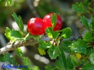 Vai al capitolo PRUNUS PROSTRATA VAR. GLABRIFOLIA Go to section  PRUNUS PROSTRATA  VAR. GLABRIFOLIA