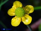 Vai al capitolo RANUNCULUS OPHIOGLOSSIFOLIUS   Go to section RANUNCULUS OPHIOGLOSSIFOLIUS