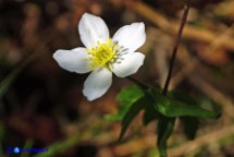 Ranuncolo a foglie di platano (Ranunculus platanifolius)