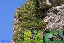 Ranno alpino (Rhamnus alpinus)