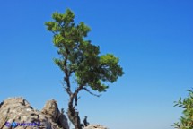 Ranno di Sardegna (Rhamnus persicifolius)