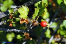 Ribes sardo (Ribes sardoum)