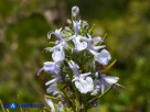 Vai al capitolo SALVIA ROSMARINUS Go to section SALVIA ROSMARINUS