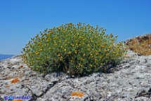 Crespolina maggiore (Santolina insularis)