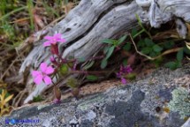 Saponaria rossa (Saponaria ocymoides ssp. alsinoides)