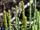 Vai al capitolo SALICORNIA FRUTICOSA   Go to section SALICORNIA FRUTICOSA