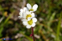 Sassifraga bulbifera (Saxifraga bulbifera)