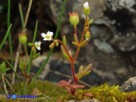 Vai al capitolo SAXIFRAGA TRIDACTYLITES   Go to section SAXIFRAGA TRIDACTYLITES