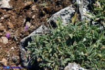  Vedovina vellutata (Scabiosa holosericea)
