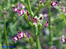 Vai al capitolo SCROPHULARIA CANINA VAR. DESCHATRESII  Go to section SCROPHULARIA CANINA VAR. DESCHATRESII
