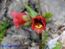 Vai al capitolo SCROPHULARIA TRIFOLIATA  Go to section SCROPHULARIA TRIFOLIATA